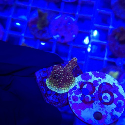 Acropora frag WYSIWYG #98