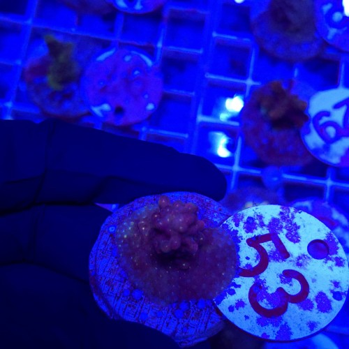 Acropora frag WYSIWYG #53