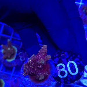 Acropora frag WYSIWYG #80