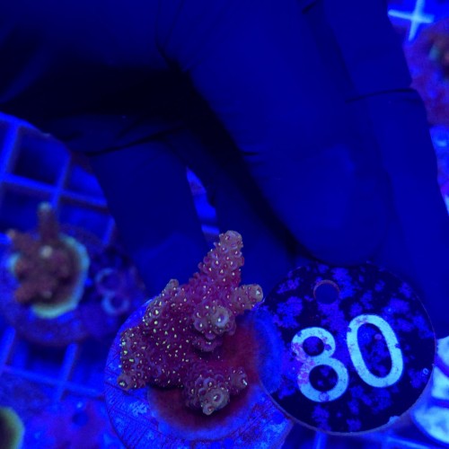 Acropora frag WYSIWYG #80