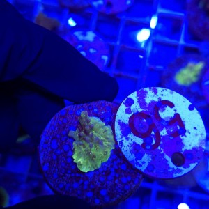 Acropora frag WYSIWYG #56