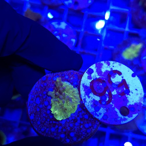 Acropora frag WYSIWYG #56