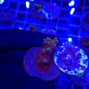 Acropora frag WYSIWYG #73