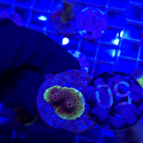 Acropora frag WYSIWYG #50