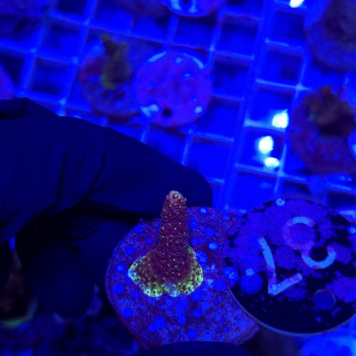 Acropora frag WYSIWYG #37