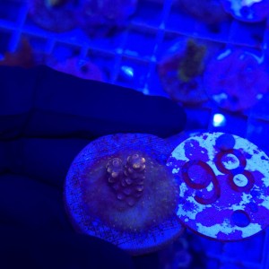 Acropora frag WYSIWYG #86