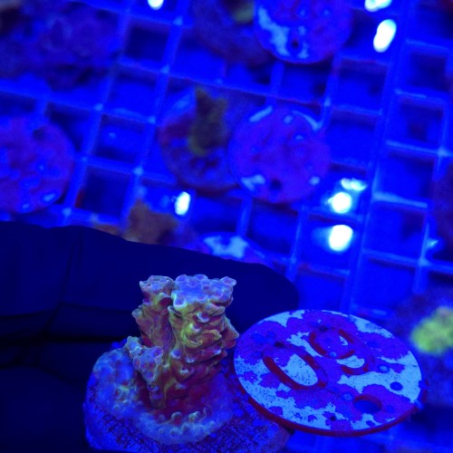 Acropora frag WYSIWYG #60