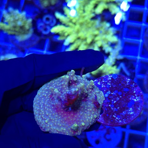Acropora frag WYSIWYG #1a