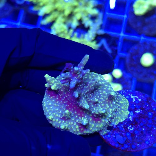 Acropora frag WYSIWYG #3a