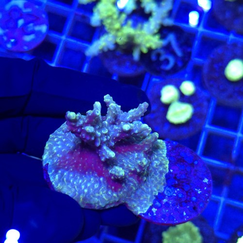 Acropora frag WYSIWYG #4a