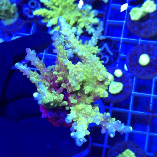 Acropora frag WYSIWYG #2b