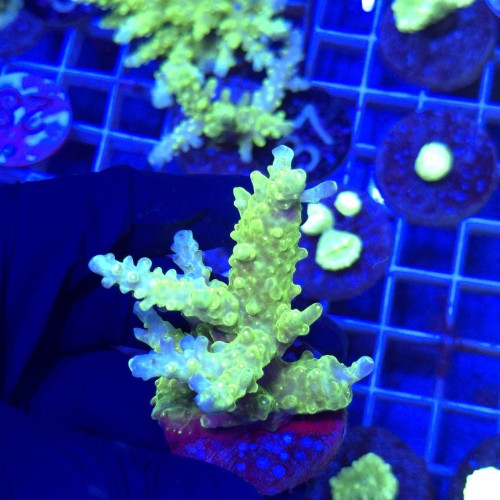 Acropora frag WYSIWYG #3b