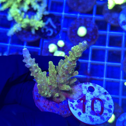Acropora frag WYSIWYG #10