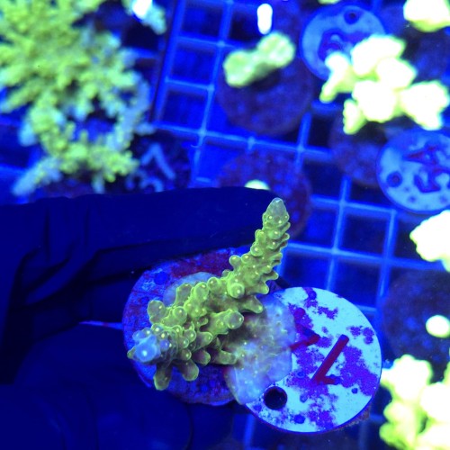 Acropora frag WYSIWYG #14