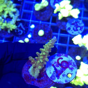 Acropora frag WYSIWYG #97