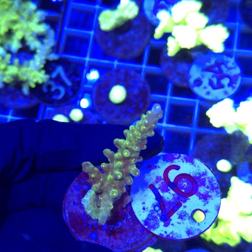 Acropora frag WYSIWYG #97