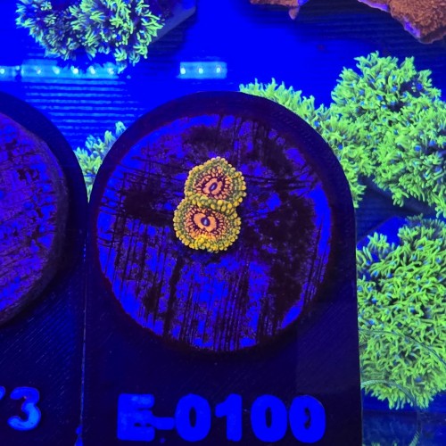 WhatsApp Image 2026-04-02 at 17.22.00 (1).jpeg