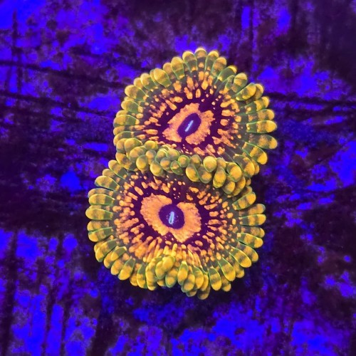 Zoanthus zoa  Grand Master Krakatoa (2 polipy) WYSIWYG #E0100   