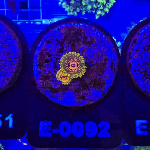 WhatsApp Image 2026-04-02 at 17.22.01 (1).jpeg