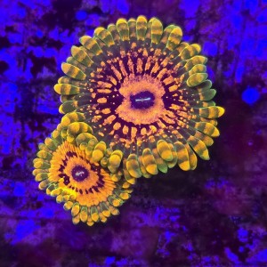 Zoanthus zoa  Grand Master Krakatoa (2 polipy) WYSIWYG #E0092