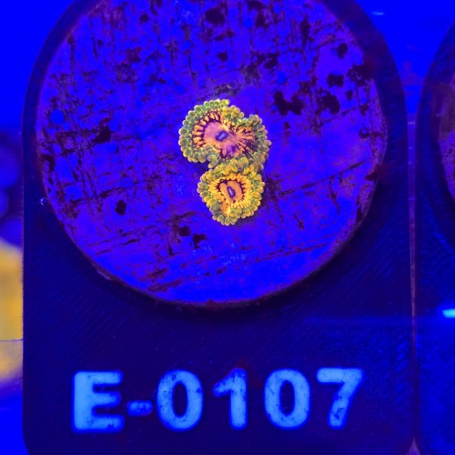 WhatsApp Image 2026-04-02 at 17.22.06 (1).jpeg