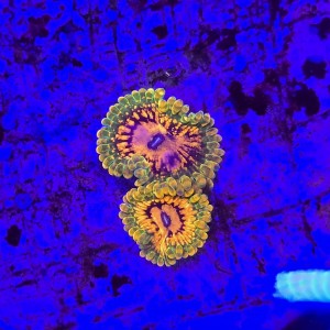 Zoanthus zoa  Grand Master Krakatoa (2 polipy) WYSIWYG #E0107