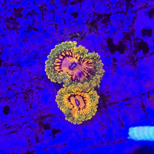 WhatsApp Image 2026-04-02 at 17.22.24 (2).jpeg