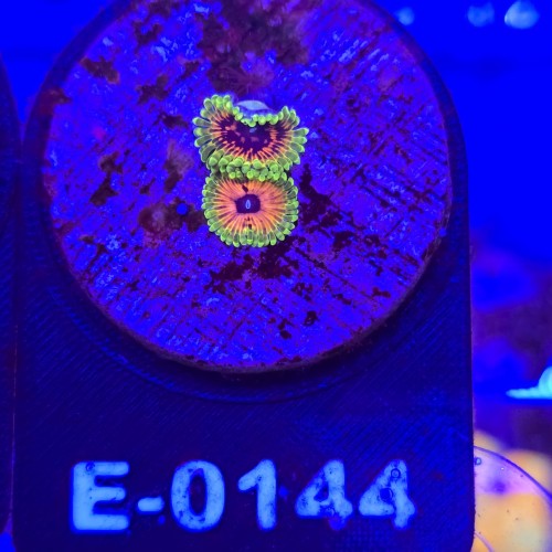 WhatsApp Image 2026-04-02 at 17.22.06 (2).jpeg