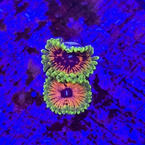 Zoanthus zoa Hallucination (2 polipy) WYSIWYG #E0144 
