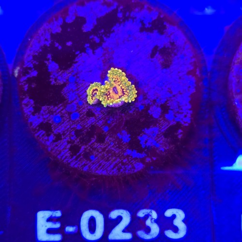 WhatsApp Image 2026-04-02 at 17.22.06 (4).jpeg