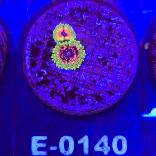 WhatsApp Image 2026-04-02 at 17.22.06 (5).jpeg