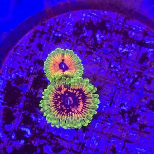 Zoanthus zoa Hallucination (2 polipy) WYSIWYG #E0140