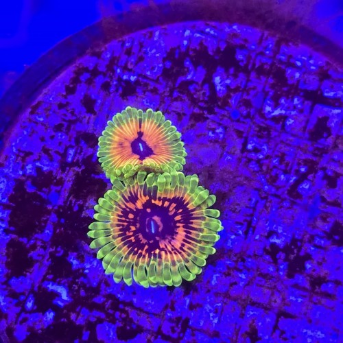 Zoanthus zoa Hallucination (2 polipy) WYSIWYG #E0140