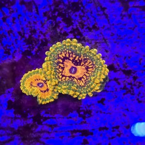 Zoanthus zoa  Grand Master Krakatoa (2 polipy) WYSIWYG #E0233