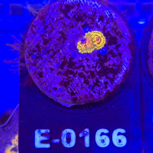 WhatsApp Image 2026-04-02 at 17.22.06 (6).jpeg