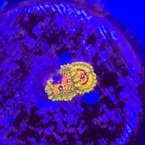 Zoanthus zoa Hallucination (2 polipy) WYSIWYG #E0166