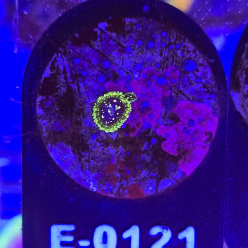 WhatsApp Image 2026-04-02 at 17.22.06 (7).jpeg