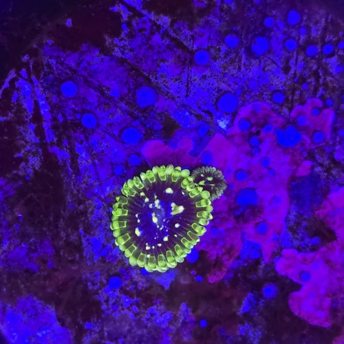 Zoanthus Zoa Exosphere - 1 polip + baby WYSIWYG E0121