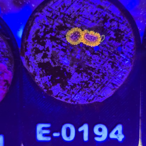 WhatsApp Image 2026-04-02 at 17.22.06 (8).jpeg