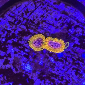 Zoanthus Zoa Acid Reflux - 2 polipy WYSIWYG #E0194