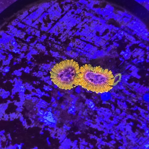 WhatsApp Image 2026-04-02 at 17.22.25 (4).jpeg