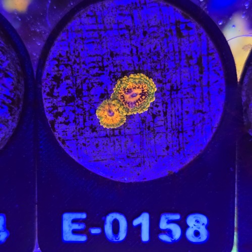 WhatsApp Image 2026-04-02 at 17.22.06 (9).jpeg