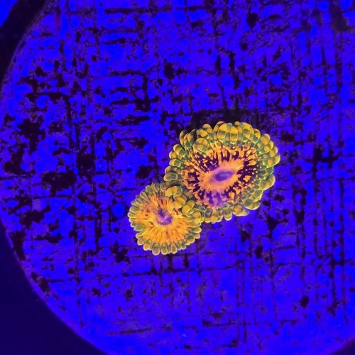 WhatsApp Image 2026-04-02 at 17.22.25 (5).jpeg