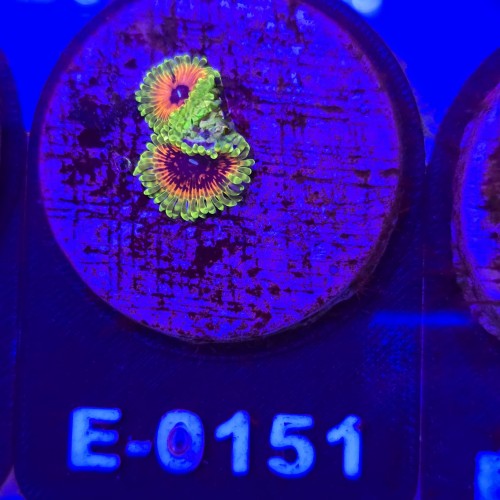 WhatsApp Image 2026-04-02 at 18.04.28 (3).jpeg