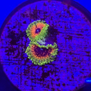 Zoanthus zoa Hallucination (2 polipy) WYSIWYG #E0151 mega rzadkość!   