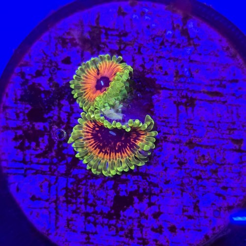 Zoanthus zoa Hallucination (2 polipy) WYSIWYG #E0151 mega rzadkość!   