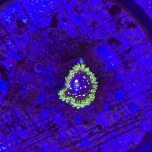 Zoanthus Zoa Exosphere - 1 polip WYSIWYG #E0097