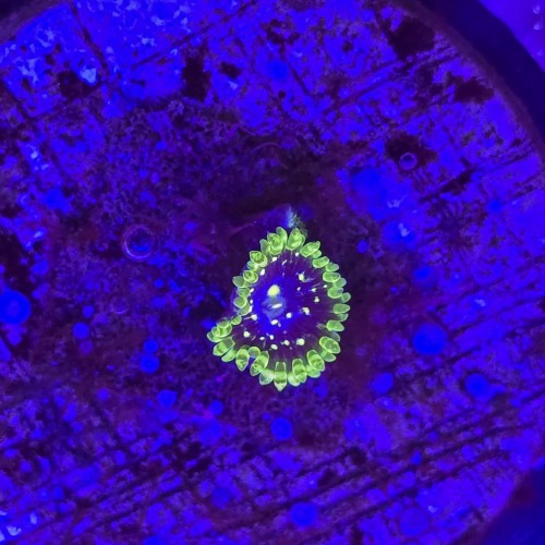 Zoanthus Zoa Exosphere - 1 polip WYSIWYG #E0097