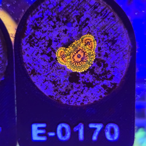 WhatsApp Image 2026-04-02 at 18.04.31 (1).jpeg