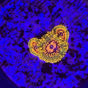 Zoanthus zoa  Grand Master Krakatoa (3 polipy) WYSIWYG #E0170